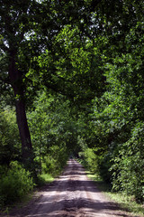 Maatschappij van Weldadigheid Frederiksoord. Doldersumseveld. Dirtroad. Forest.