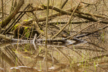 an old overgrown pond in early spring