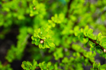 Barberry bush with new leaves in the garden. Selective focus. Shallow depth of field.