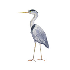 Watercolor heron bird isolated on white background. Hand drawing illustration of Grey heron. One bird. Perfect for cards, print, sticker, greeting card.