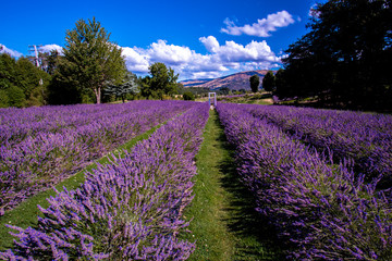 Fototapeta na wymiar Wanaka Lavender farm, Wanaka, New Zealand