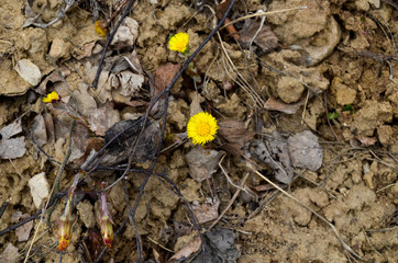 Photo of coltsfoot on a gravel road