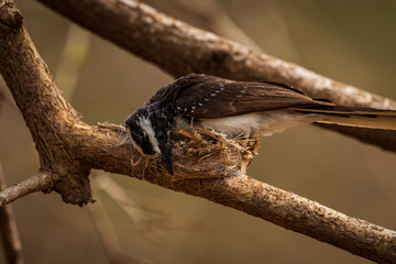 White browed Fantail,  collecting  spider web & dry grass  for her nest building.