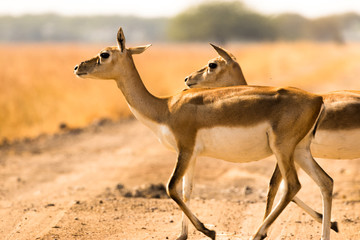 These are black buck antelope crossing the roads inside the national park. There is lot of black bucks in this national park.