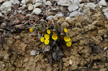 Photo of coltsfoot on a gravel road