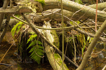 an old overgrown pond in early spring
