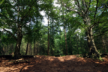 Fototapeta na wymiar Sterrebos. Maatschappij van Weldadigheid Frederiksoord Drenteh Netherlands. Forest
