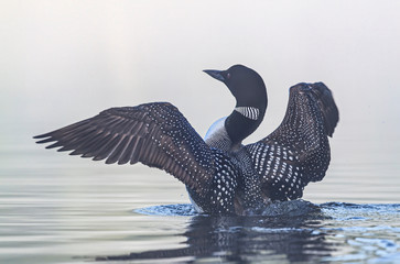 Common Loon (Gavia immer) breaching the water to stretch and dry its feathers on a foggy morning in Ontario, Canada - 346493519
