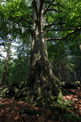 Sterrebos. Maatschappij van Weldadigheid Frederiksoord Drenteh Netherlands. Forest