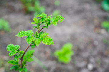 Raspberry branch with new green leaves. Selective focus. Shallow depth of field.