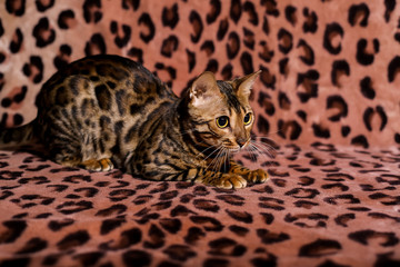 Beautiful Bengali cat with big eyes Animal