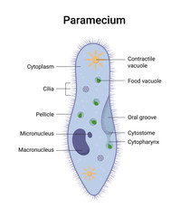 Vector structure of Paramecium caudatum. Educational illustration