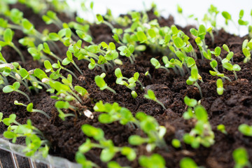 fresh green grass or Seedlings in a pot
