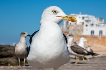 Seagull Profile