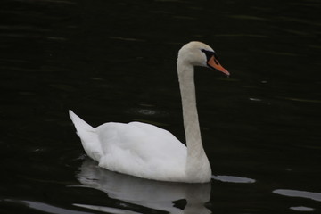 Fototapeta premium Düsseldorfer Schwan am Rhein