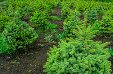 Plant nursery. Growing seedlings of coniferous trees. Landscape of young fir trees landed in rows.