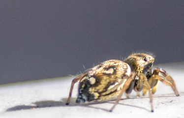 Spider - araignée
