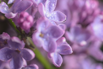 Spring lilac flowers in the early morning. Natural background.