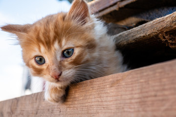 World's cutest young baby cat kitten in a wooden crate