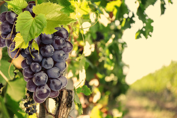 Fototapeta premium Fresh ripe juicy grapes growing on branches in vineyard, space for text