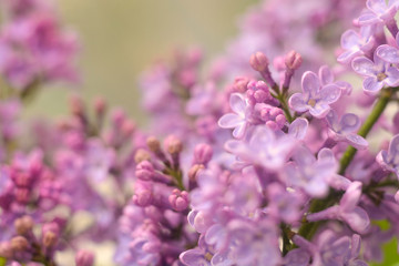 Spring lilac flowers in the early morning. Natural background.