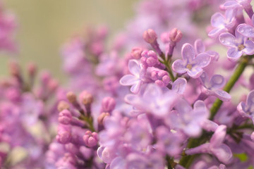 Obraz premium Spring lilac flowers in the early morning. Natural background.