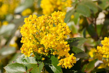 Close up of yellow flowers of a mahonia, Berberis aquifolium or Gewöhnliche Mahonie