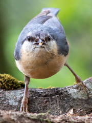 Trepadror azul