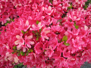 
Red azalea flower