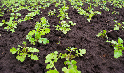 Young spring green shoots growing on the field in fertile black soil. Landscape with agricultural plantation land.