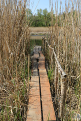 wooden bridge among cane on river