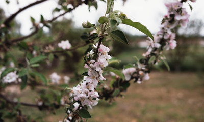 Blooming Apple branch. Small pink flowers on a tree branch in the garden.