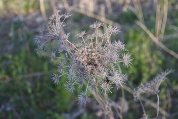 Vergangenheit - Wilde Möhre - Trauer
