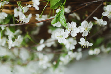 Apple branches with blooming, white Apple flower close-up with green leaves in a wicker basket