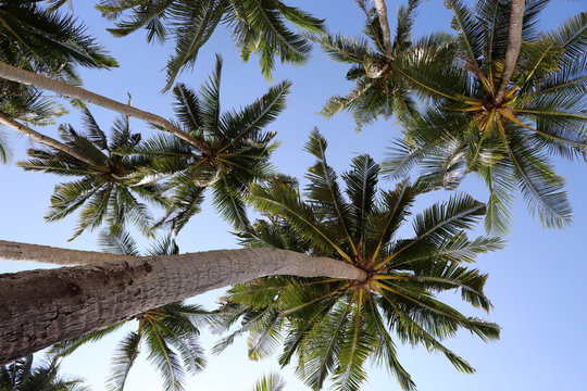 Cocount palm trees against a bright blue sky.