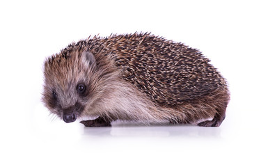 Cute wild European Hedgehog Isolated on White Background.