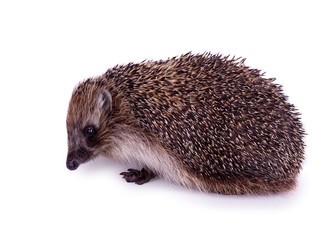 Cute wild European Hedgehog Isolated on White Background.