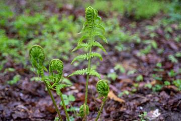 Fototapeta Rosnąca w lesie paproć powoli się rozwija. obraz