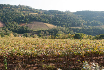 Fototapeta na wymiar vineyards in southern Brazil.