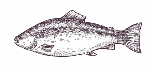 Vector illustration of fish salmon. Organic products for restaurants and shops.