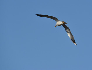 Fototapeta na wymiar single seagull in flight 