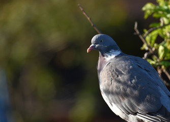 pigeon roosting in a tree
