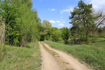 countryside road in forest