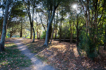 path in autumn park