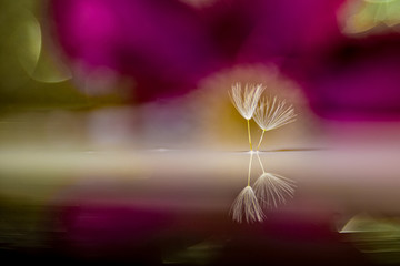 Naklejka premium Löwenzahn Flugsamen