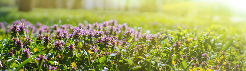 Meadow in the rays of the day sun in spring. Thyme is a genus of the family Lamiaceae.