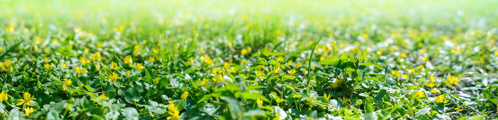 Obraz na płótnie Canvas Meadow with yellow flowers in the rays of the day sun in spring. Springtime in the outdoor.