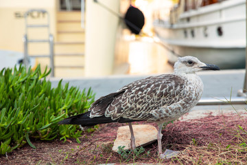 great black backed gull first winter bird looking to the right and standing in front of the harbor of Mljet, Croatia, mediterranean sea with blurry boats in the background