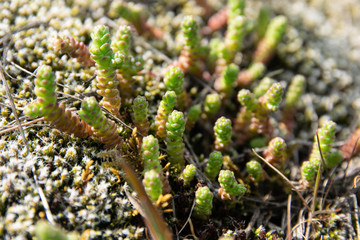Green medicinal plant sedum acre on mossy stone in sunny day.