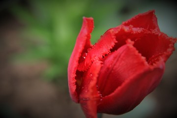 red tulip after rain